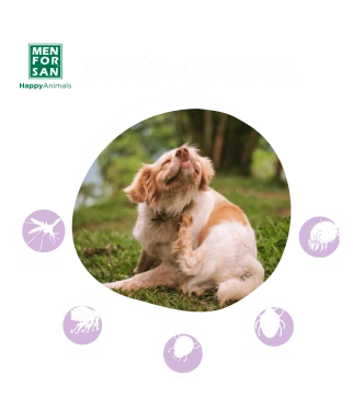 Champú Anti Insectos 5L para perros | Elimina todos los insectos en un lavado | Menforsan