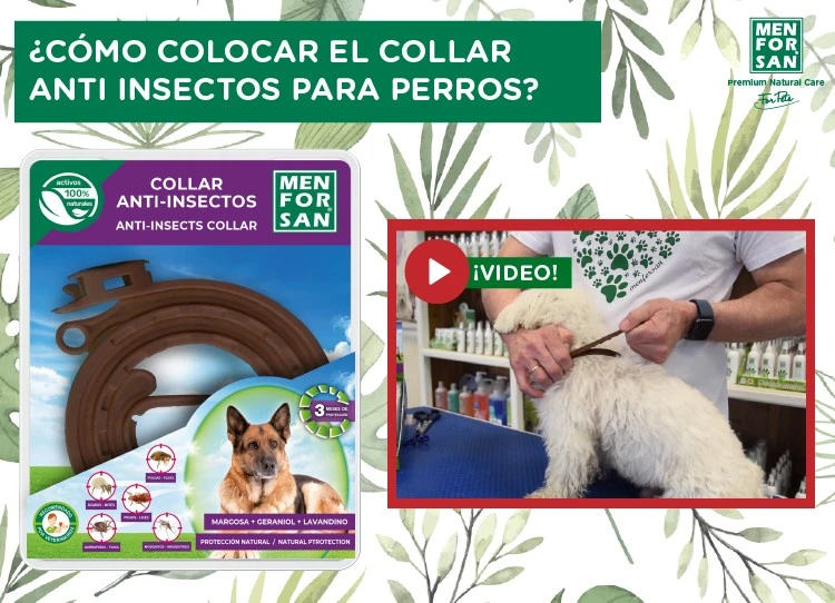 Cómo colocar el collar anti insectos natural a tu perro ¡VIDEO!